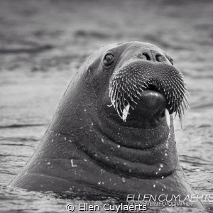 Fins up
Walrus in Svalbard by Ellen Cuylaerts 